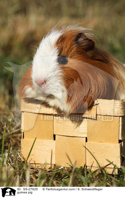 guinea pig / SS-27829