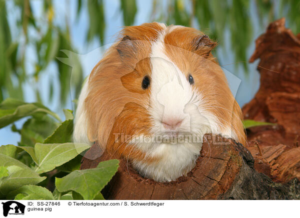 Meerschwein / guinea pig / SS-27846