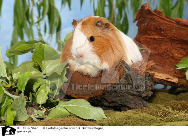 Meerschwein / guinea pig / SS-27847