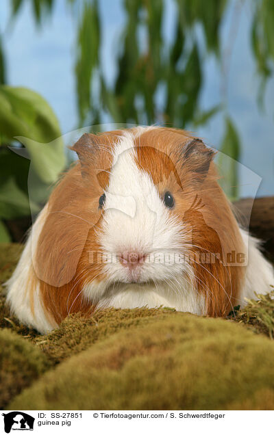 guinea pig / SS-27851