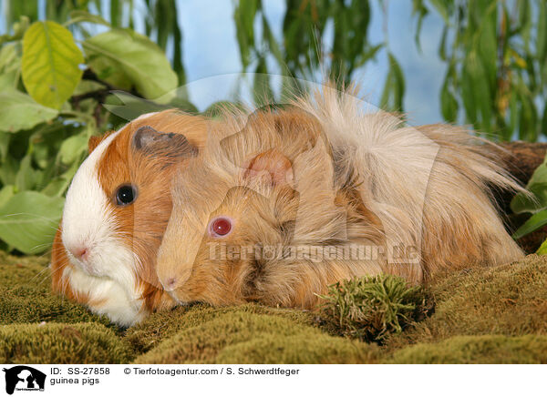 Meerschweine / guinea pigs / SS-27858