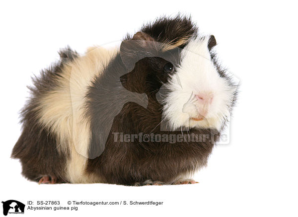 Abyssinian guinea pig / SS-27863