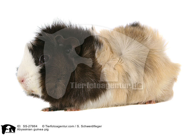 Meerschwein / guinea pig / SS-27864