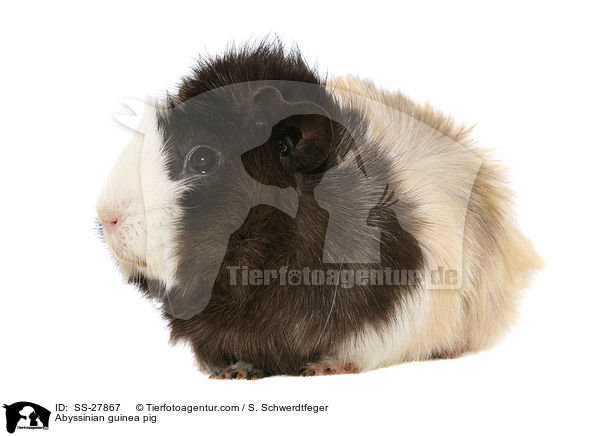 Meerschwein / guinea pig / SS-27867