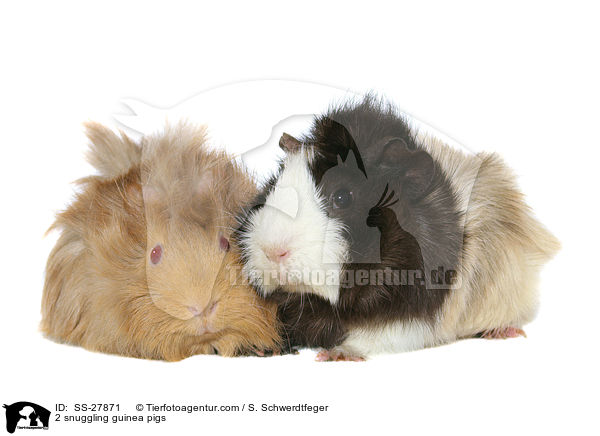 Meerschweine / guinea pigs / SS-27871