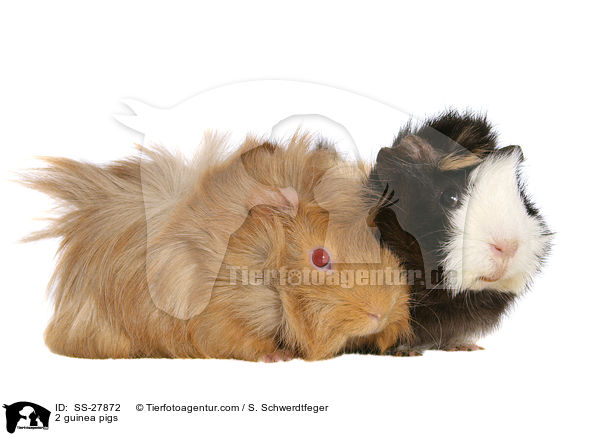 2 guinea pigs / SS-27872