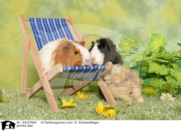 guinea pigs / SS-27894