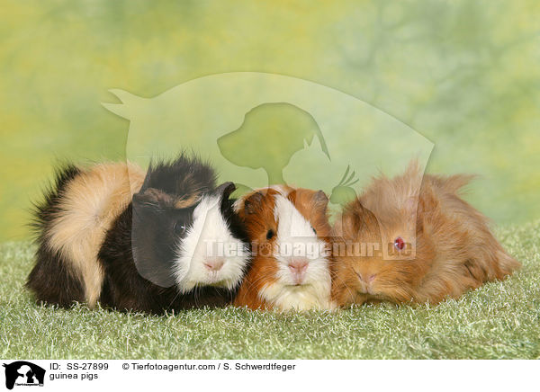 guinea pigs / SS-27899