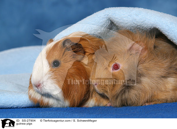 guinea pigs / SS-27904