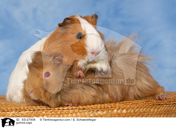 Meerschweine / guinea pigs / SS-27908