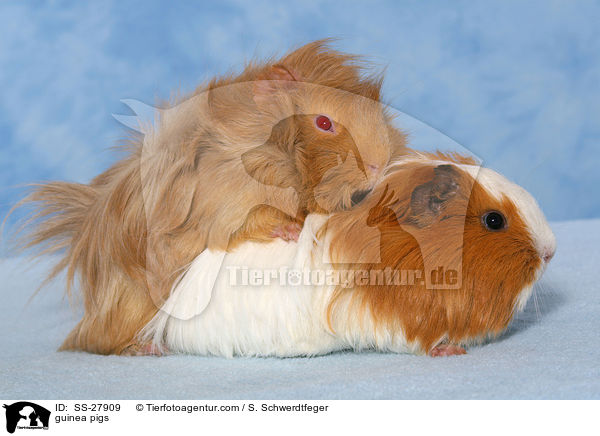 Meerschweine / guinea pigs / SS-27909