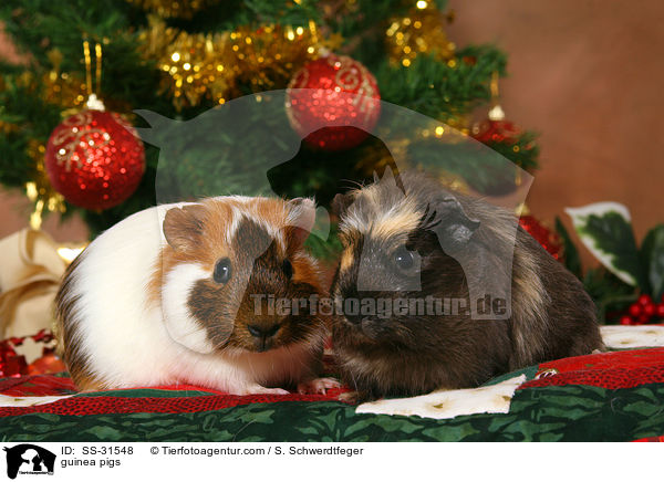 guinea pigs / SS-31548