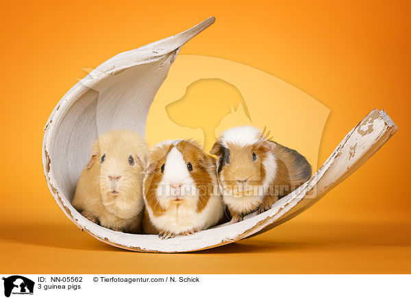3 Meerschweine / 3 guinea pigs / NN-05562