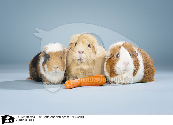 3 Meerschweine / 3 guinea pigs / NN-05563