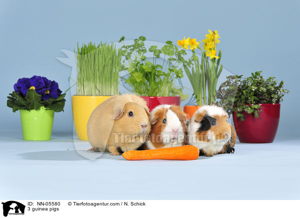 3 guinea pigs / NN-05580