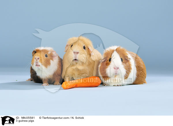 3 Meerschweine / 3 guinea pigs / NN-05581
