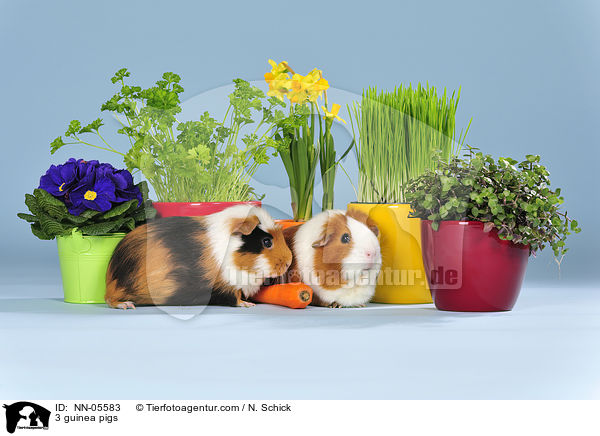 3 Meerschweine / 3 guinea pigs / NN-05583