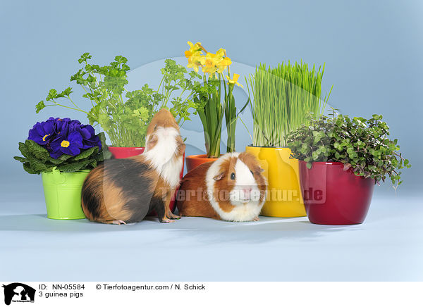 3 guinea pigs / NN-05584