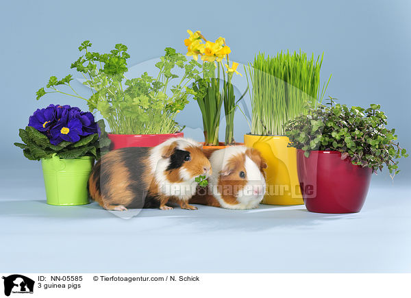 3 Meerschweine / 3 guinea pigs / NN-05585