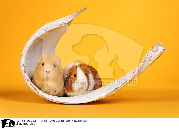 2 Meerschweine / 2 guinea pigs / NN-05592
