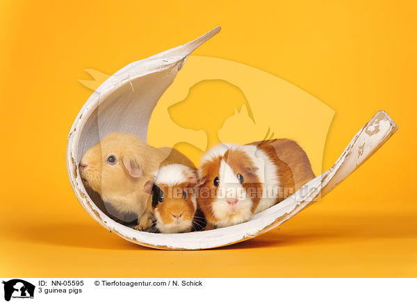 3 guinea pigs / NN-05595