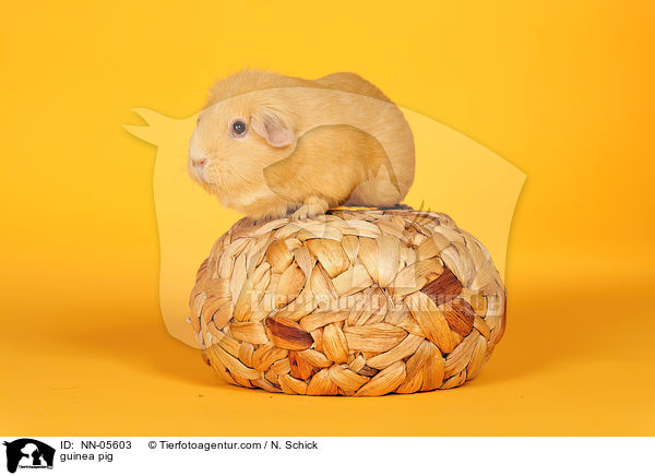 Meerschwein / guinea pig / NN-05603