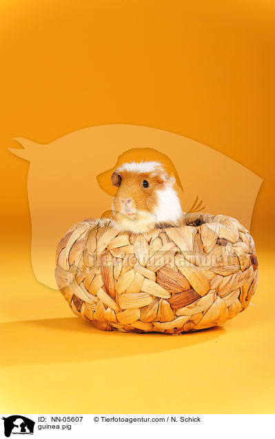 guinea pig / NN-05607