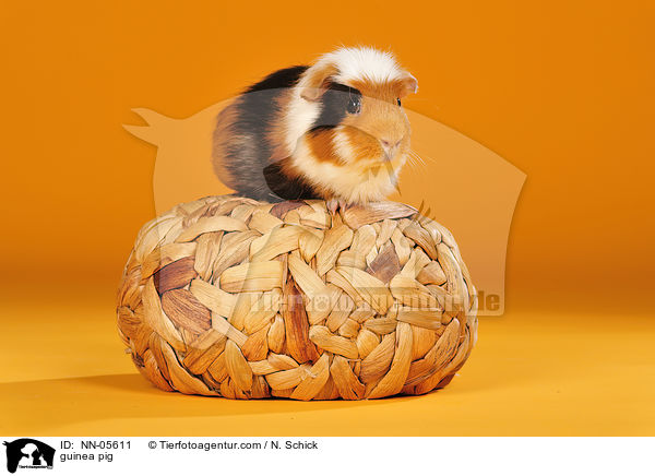 guinea pig / NN-05611
