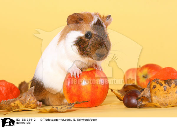 Meerschwein / guinea pig / SS-33412
