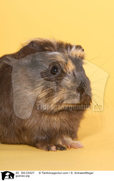 guinea pig / SS-33427