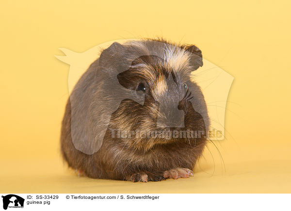 Meerschwein / guinea pig / SS-33429