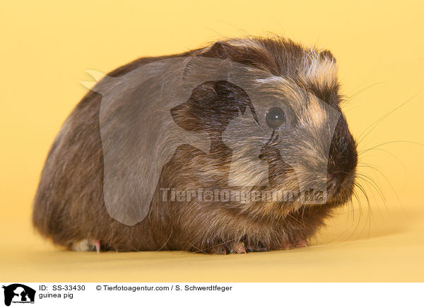guinea pig / SS-33430
