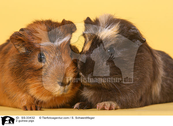 2 guinea pigs / SS-33432