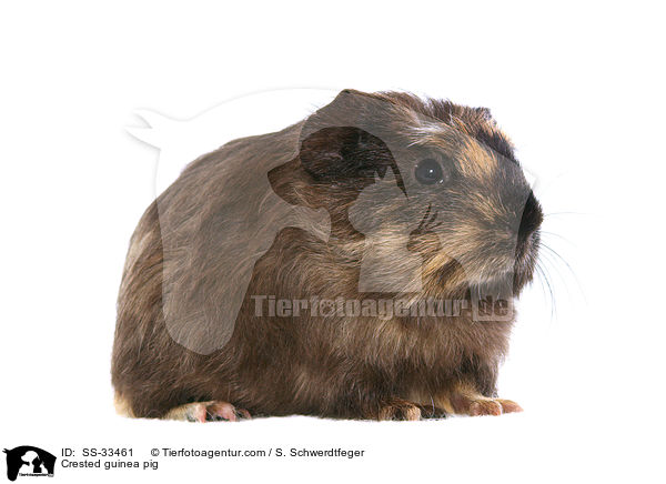 Crested guinea pig / SS-33461