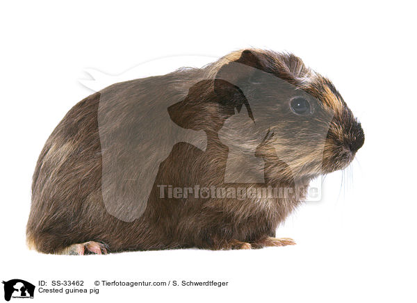 Crested guinea pig / SS-33462