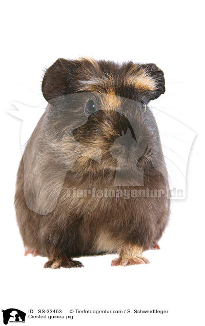 Meerschwein / guinea pig / SS-33463