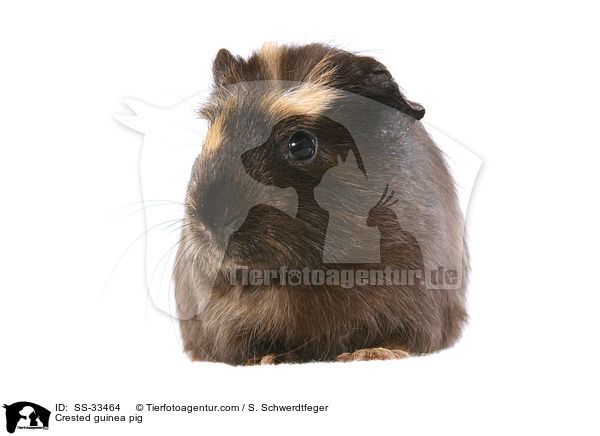 Crested guinea pig / SS-33464