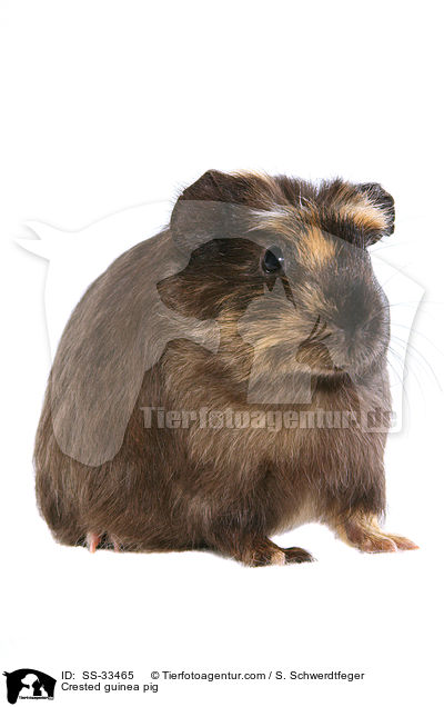 Crested guinea pig / SS-33465