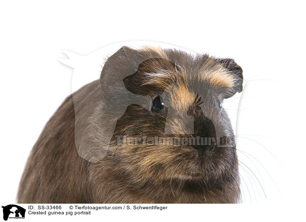 Crested guinea pig portrait / SS-33466