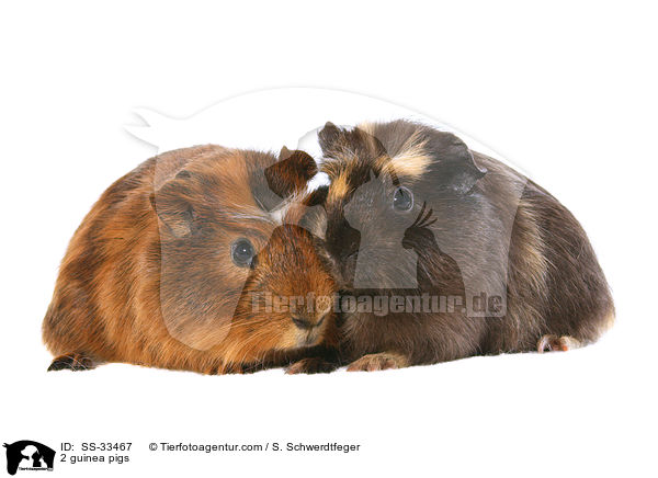 2 guinea pigs / SS-33467