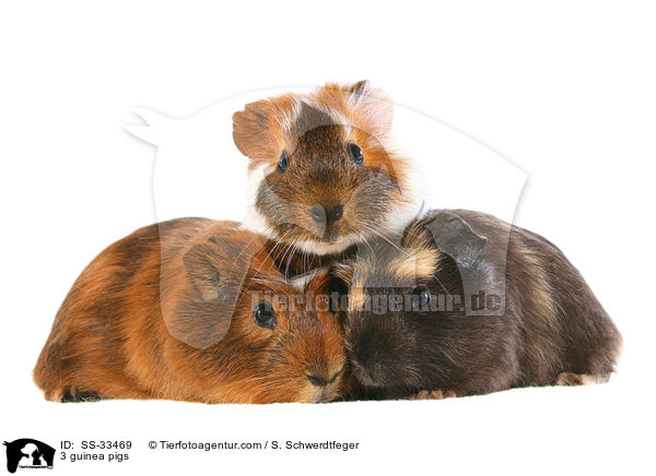3 guinea pigs / SS-33469