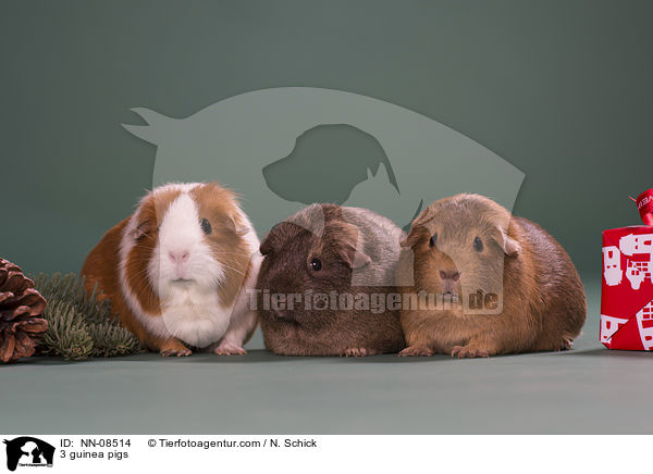3 Meerschweine / 3 guinea pigs / NN-08514