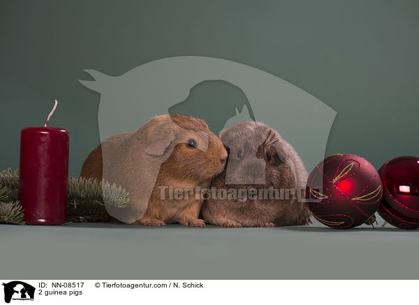 2 guinea pigs / NN-08517