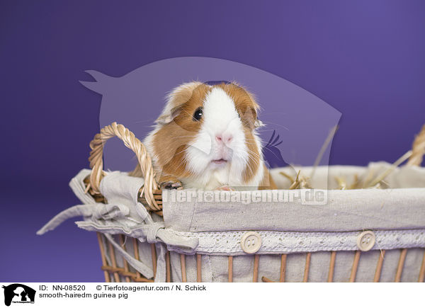 Glatthaarmeerschwein / smooth-hairedm guinea pig / NN-08520