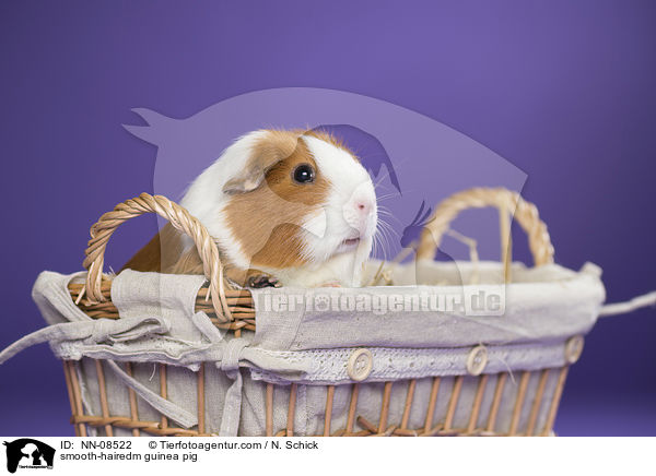 smooth-hairedm guinea pig / NN-08522