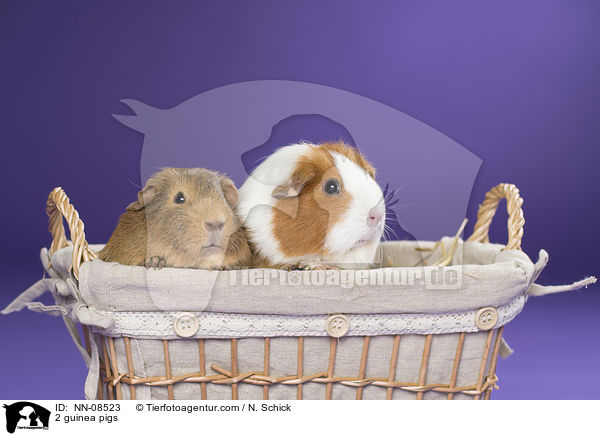 2 guinea pigs / NN-08523