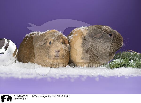 2 guinea pigs / NN-08531