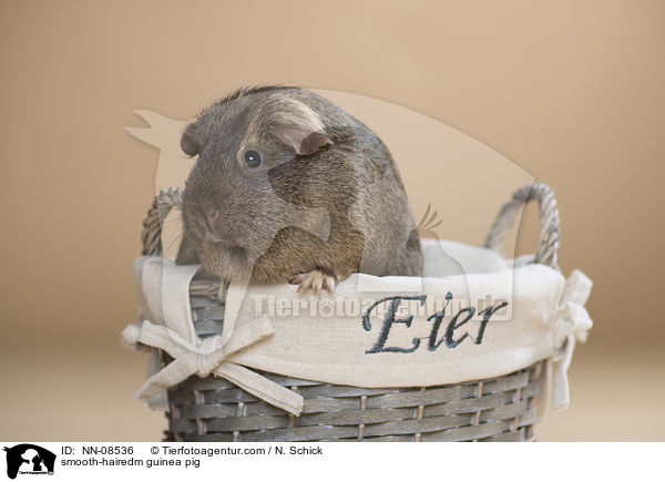Glatthaarmeerschwein / smooth-hairedm guinea pig / NN-08536