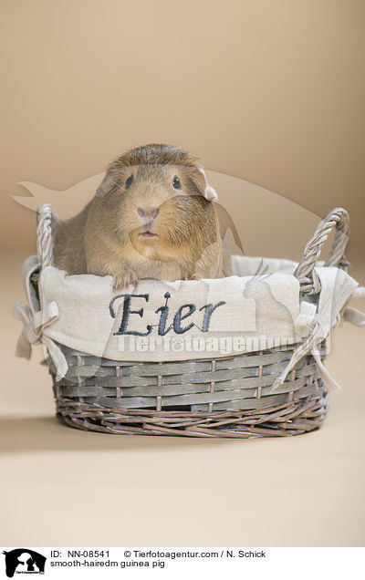 smooth-hairedm guinea pig / NN-08541