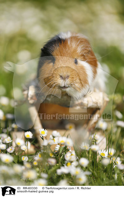 Glatthaarmeerschweinchen / smooth-haired guinea pig / RR-60330